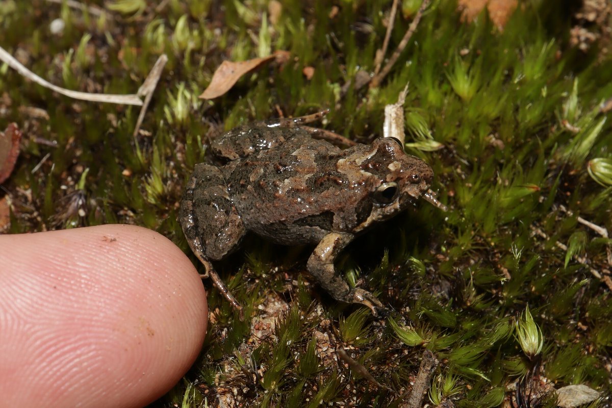 Dr Tiffany Kosch (tiffanykosch.bsky.social)👩🔬🤿 tweet media