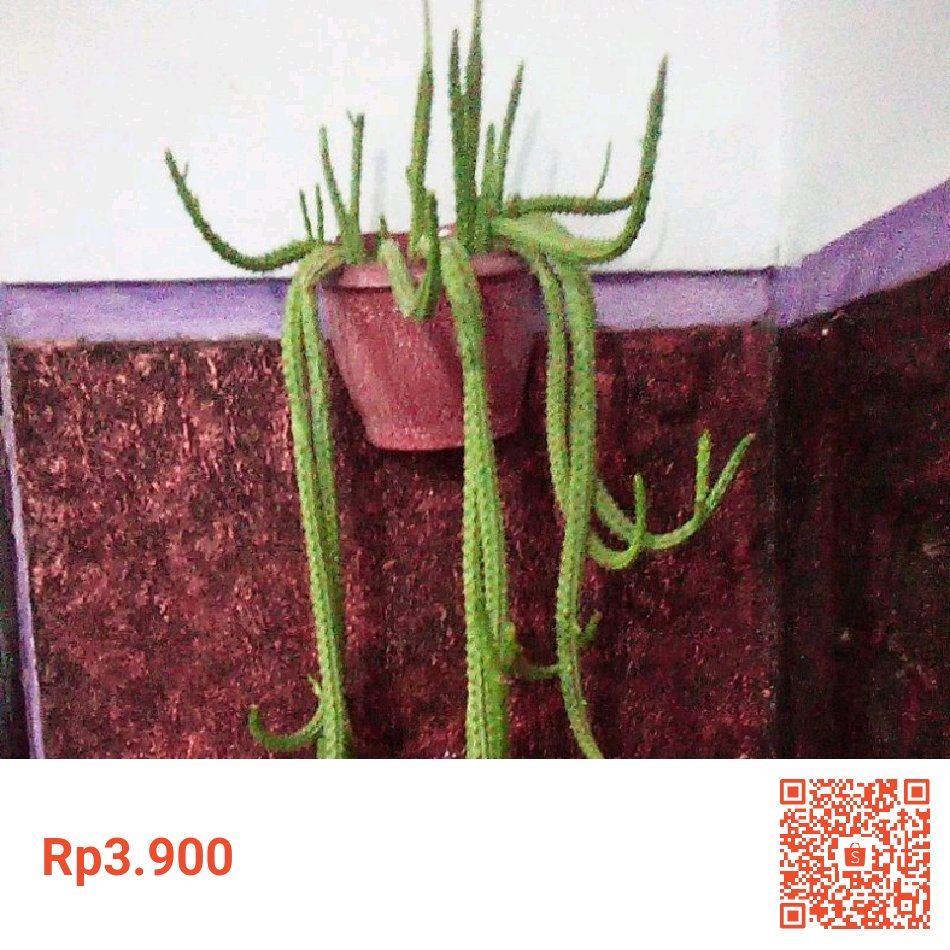 Saya menjual BIBIT BUNGA EKOR MONYET (order 5 bonus,1) seharga Rp3.900. Dapatkan produk ini hanya di Shopee! shope.ee/2LB7vrlTlo?sha… #ShopeeID