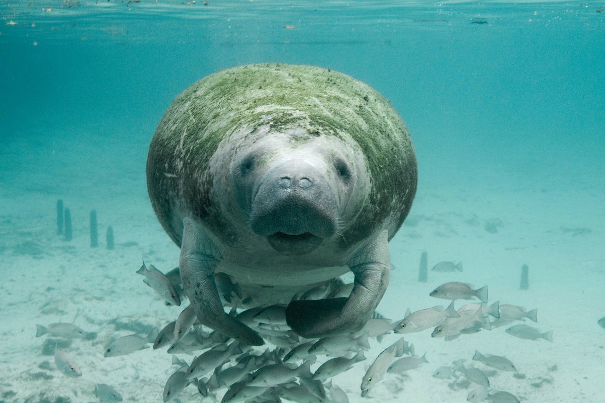 RT if you love manatees! #ManateeAppreciationDay @Sanctuaries provide a safe haven for many endangered species, including manatees. In the winter months, manatees are often found in shallow, quiet waters of @FloridaKeysNMS where seagrass beds or vegetation flourish.