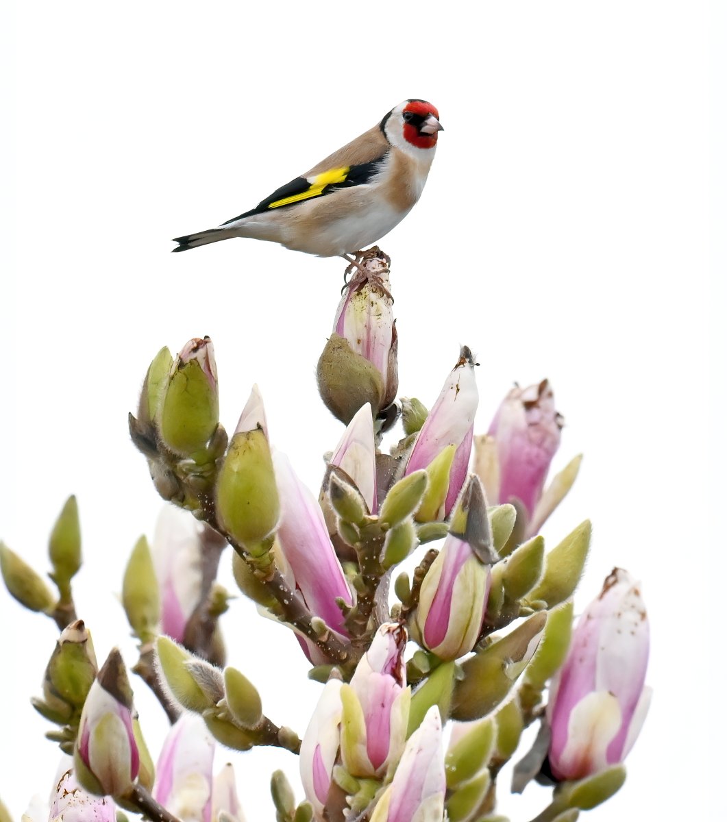 Another Goldfinch in Magnolia. 😀🐦