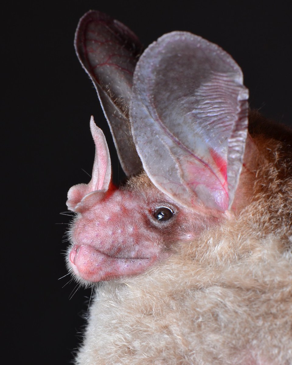 I feel like he only speaks in riddles. 🦇: Woolly false vampire bat 📸: Jose Gabriel Martinez Fonseca