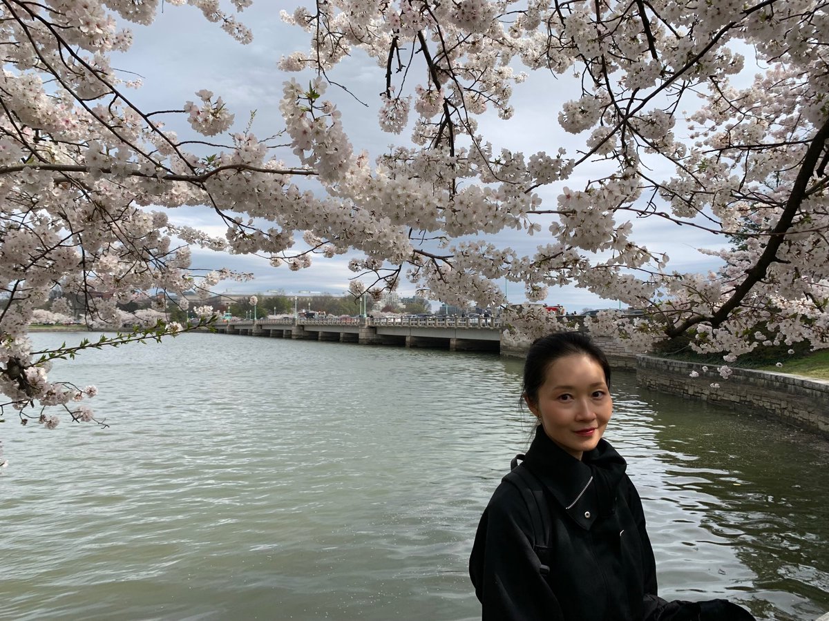 After talking about it since 2004, finally made it to DC at the peak of cherry blossoms!