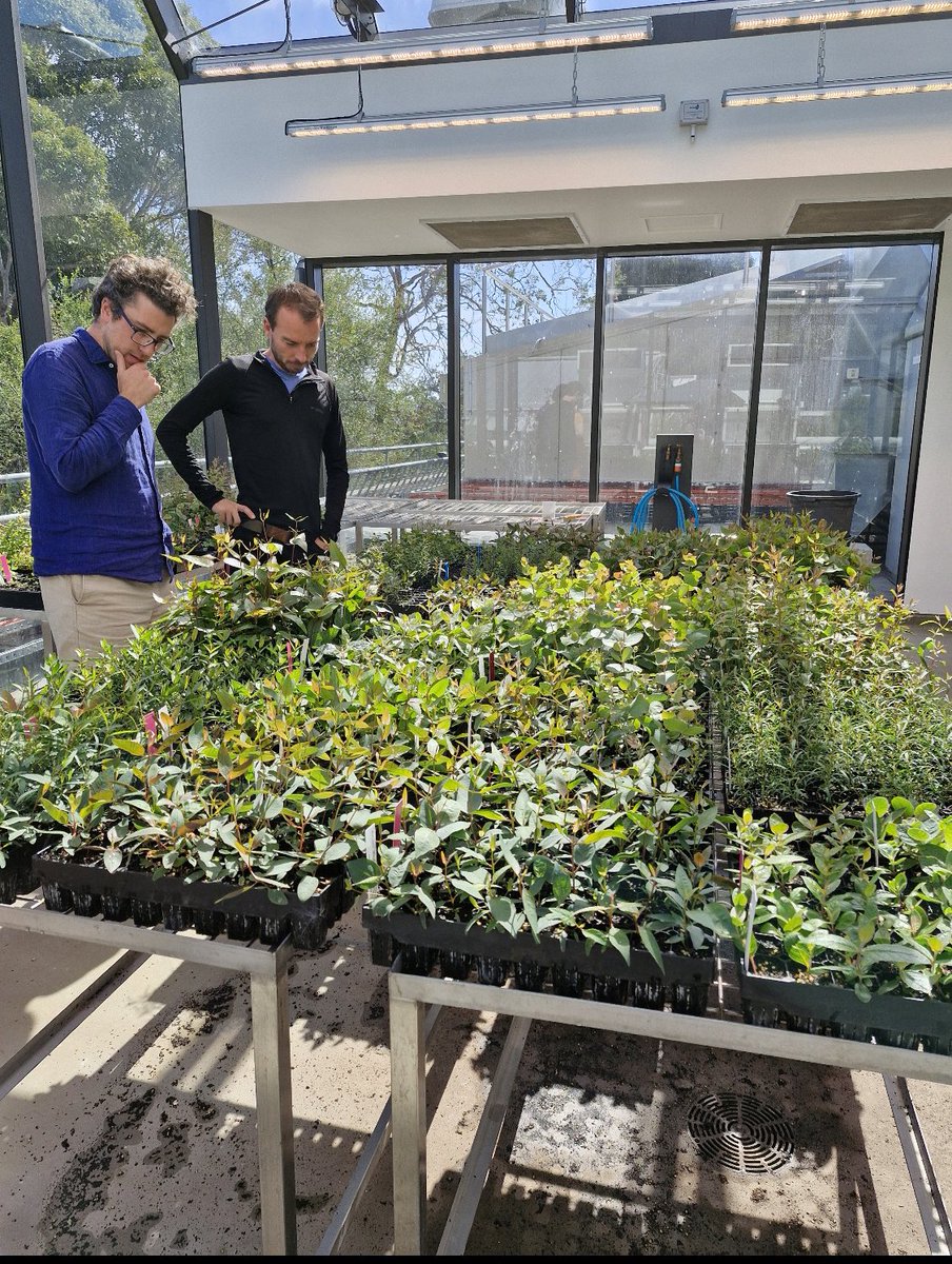 Jazmine Humphreys (@jazhumphreys) on Twitter photo Getting ready to traumatise some trees, 4300 sample labels printed, 2500 plants! The biggest experiment we have done to date. Thanks to <a href="/CoEPlantSuccess/">ARC Centre of Excellence for Plant Success</a> for funding such a cool project and <a href="/brhollan/">Barbara Holland</a> for leading the team. Hard to believe we started planning one year ago! 🌱🍃🌿 Getting ready to traumatise some trees, 4300 sample labels printed, 2500 plants! The biggest experiment we have done to date. Thanks to <a href="/CoEPlantSuccess/">ARC Centre of Excellence for Plant Success</a> for funding such a cool project and <a href="/brhollan/">Barbara Holland</a> for leading the team. Hard to believe we started planning one year ago! 🌱🍃🌿