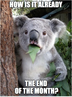 animordle tweet media