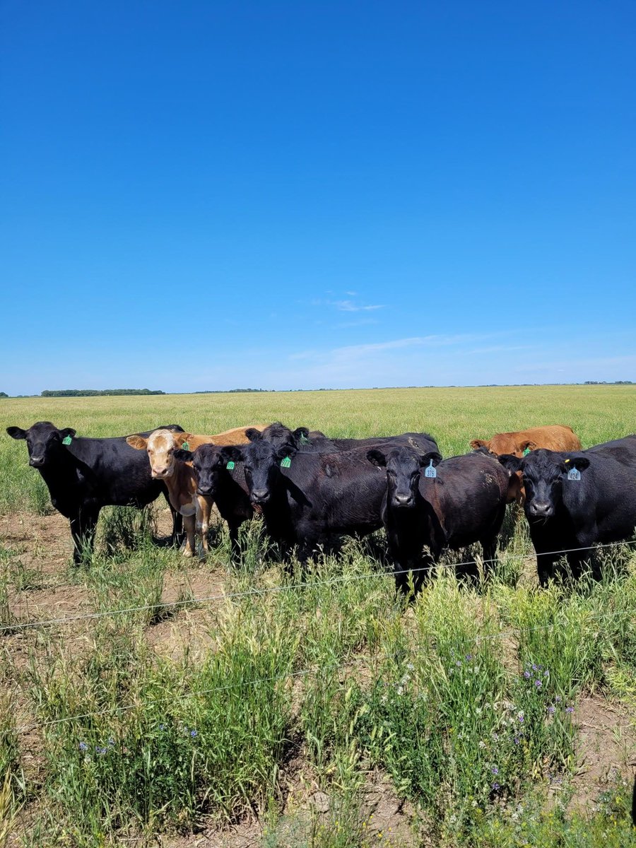 Recently published work by @Janelle_Smith92 authors.elsevier.com/sd/article/S25… Raising beef cattle with/without performance enhancing technology #AppliedBeefResearch #LardnerLab