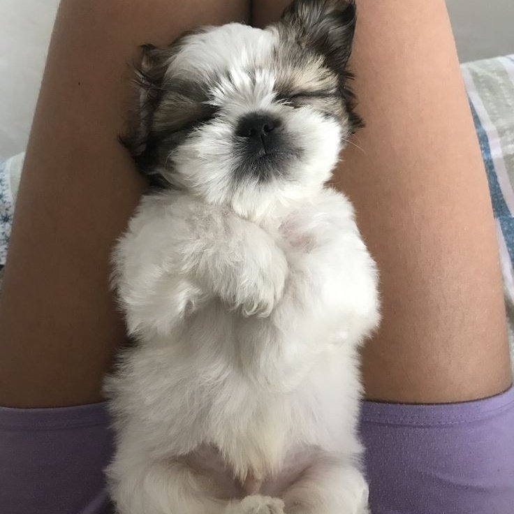 miko as dogs 💗💬 tweet media