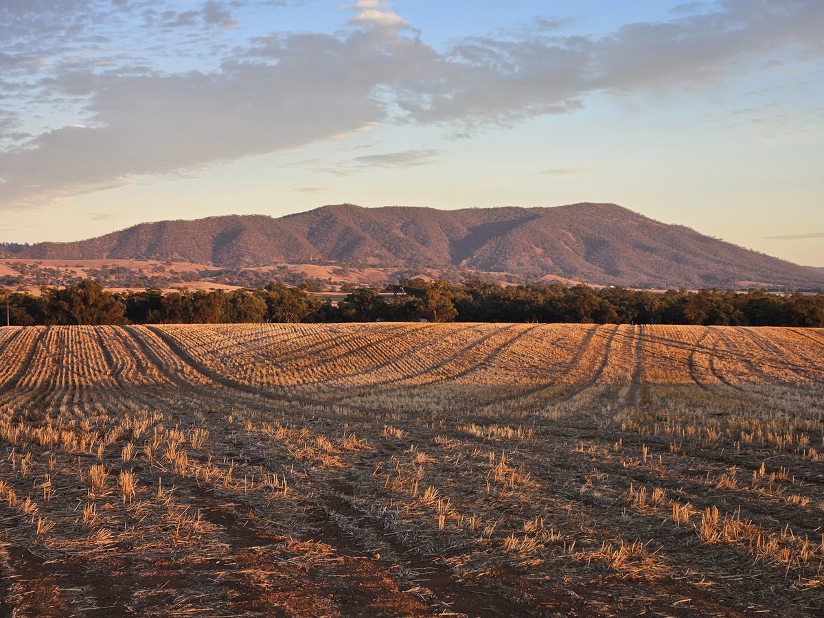 Leighton Wilksch tweet media