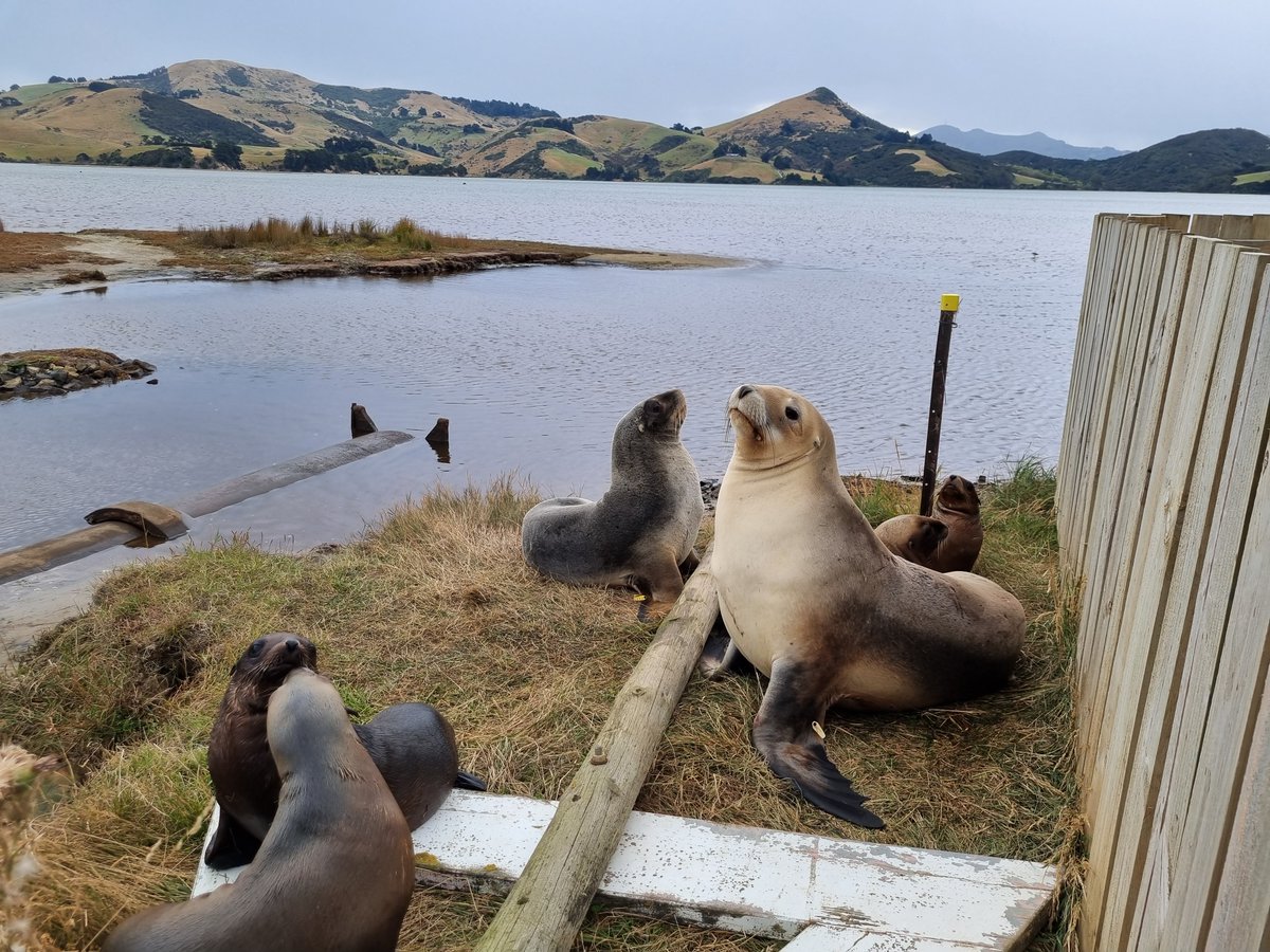 Record sea lion pup numbers in Dunedin. Pakake/sea lions in Dunedin have had the best breeding season on record, with more than 30 pups born. Read more here: bit.ly/43zIZlM