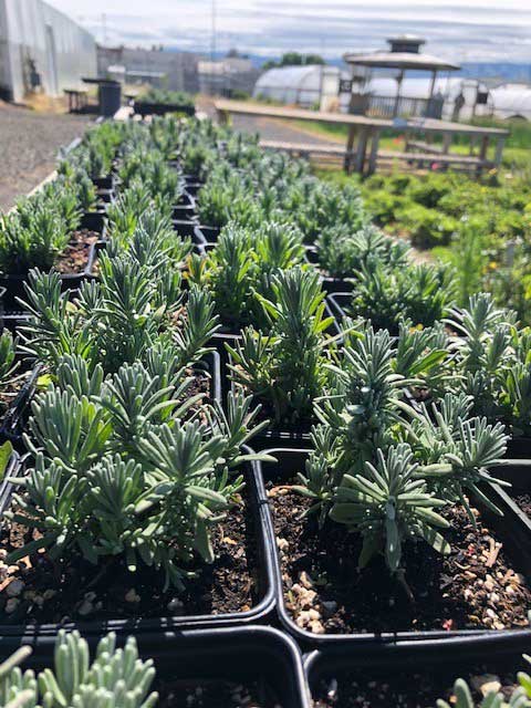 Indigenous sacred gardens have now been plotted & cultivated at the Washington State Penitentiary & Airway Heights, Coyote Ridge & Monroe Corrections Centers. We thank our allies @WACorrections for helping our relatives reclaim & sustain these sacred spaces. This is medicine.