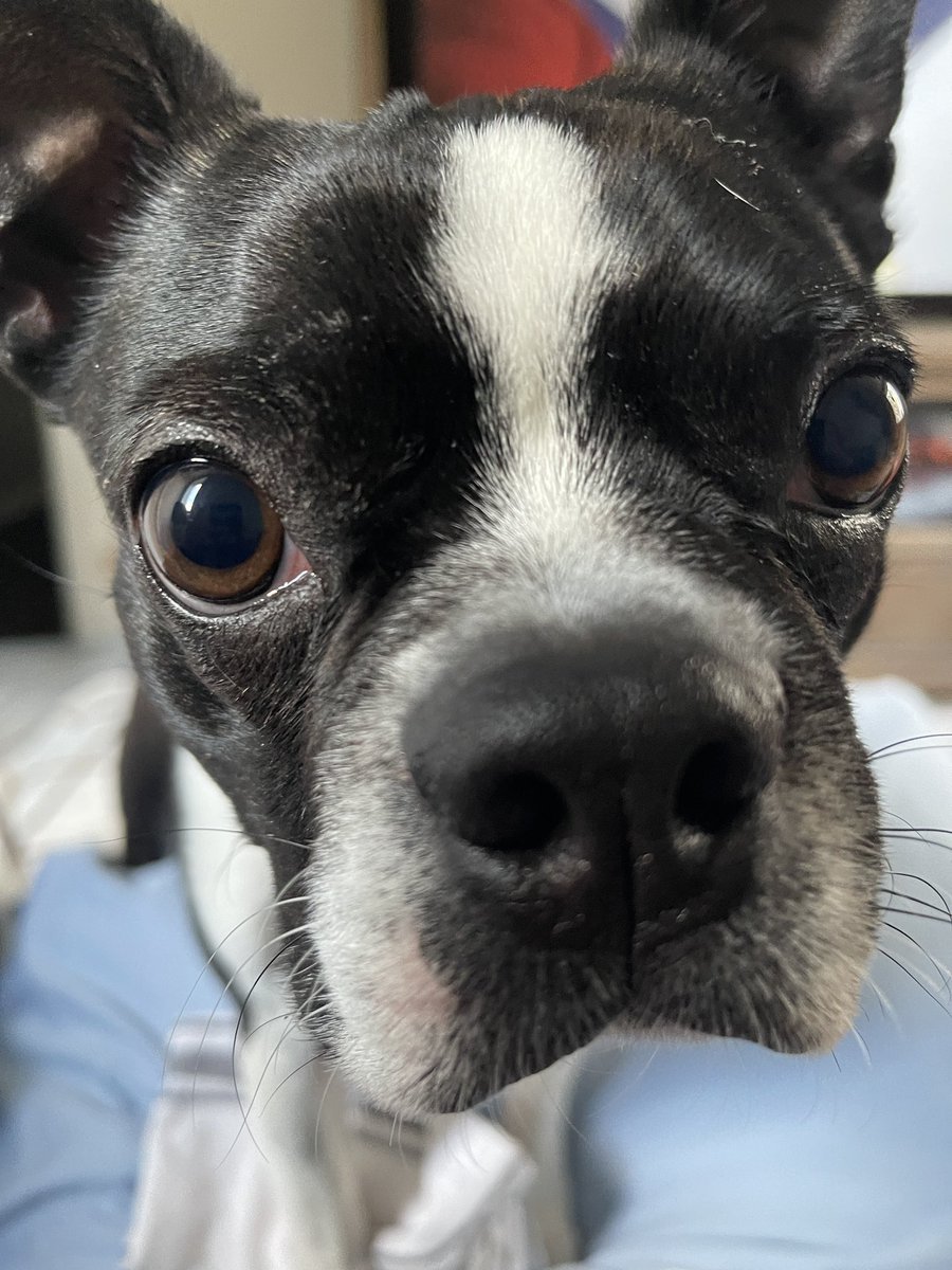 He’s missed me today. #dogs #dogsofx #pets #petsofx #bostonterriers