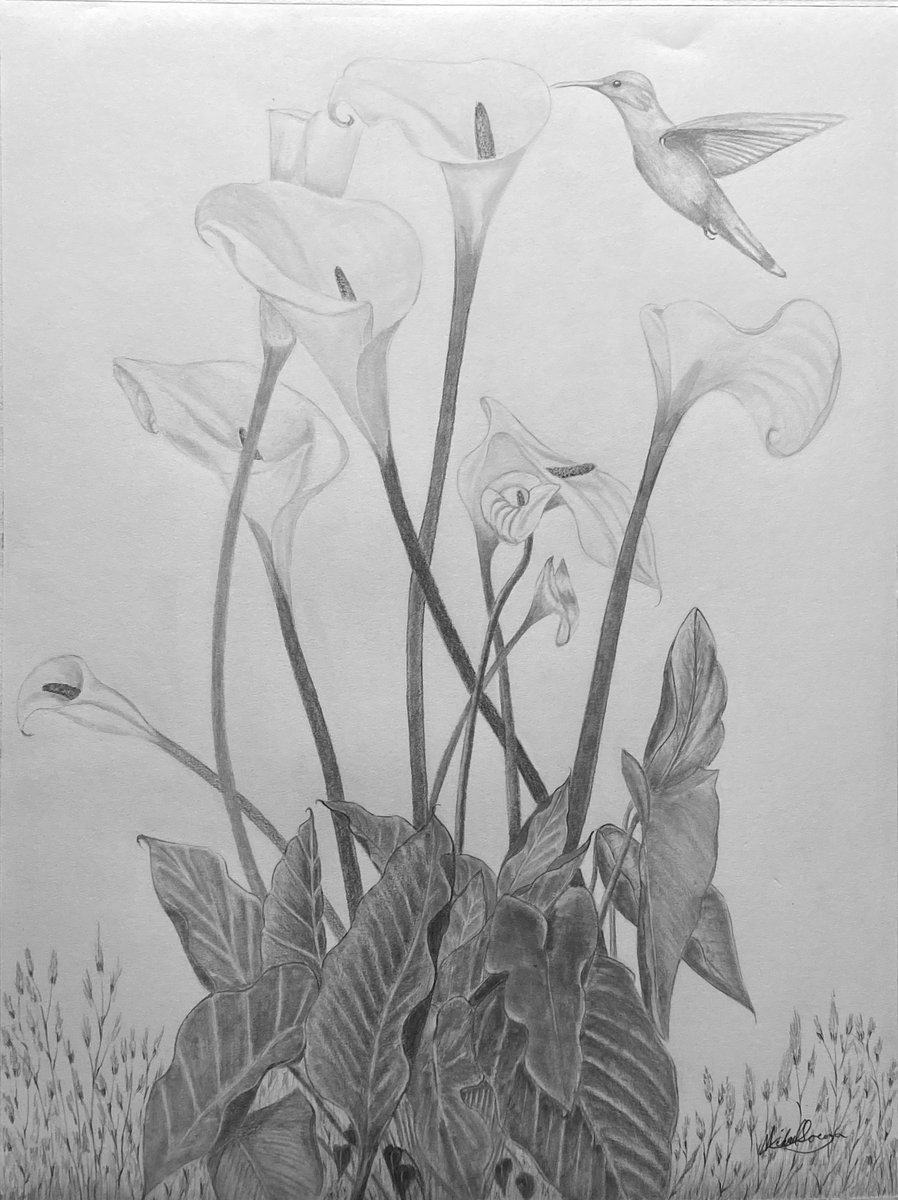 Must Be Spring Time
The Calla Lilies Are In Bloom