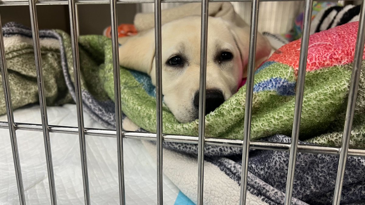 CompanionBridge's tweet image. Hazel is a sweet puppy that has meningitis she has started to turn a corner today but needs more time at the hospital. Mom and Dad have exhausted funds and need some help to keep her in treatment for the next few days. Any help is appreciated.
companionbridge.org/ourstory/hazel/