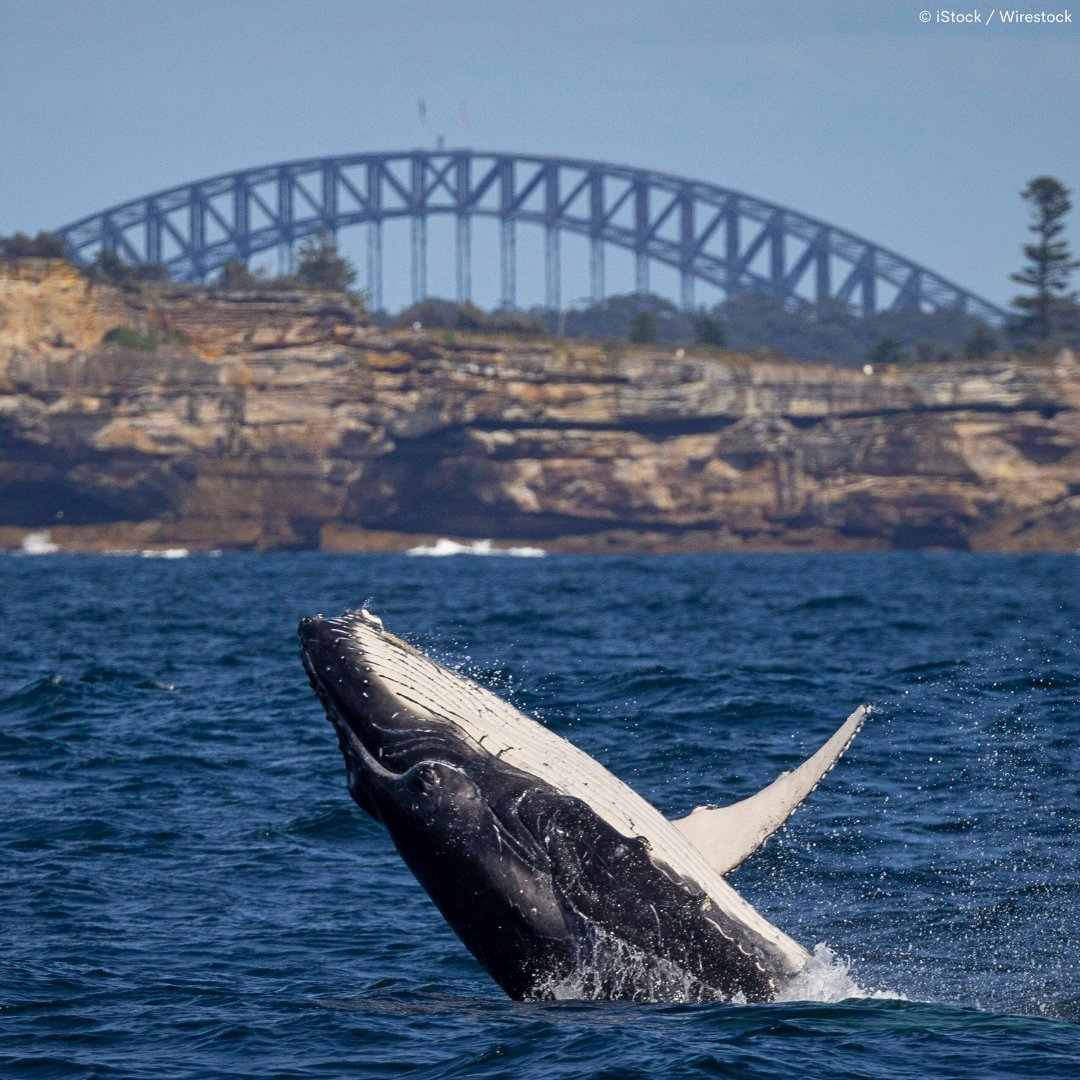 🐋🖤💛❤️Join us on a conservation journey with Elders and Indigenous Voices and discover why whales are such a highly significant, totem species for a number of Indigenous language groups across Australia. 👉 discover.wwf.org.au/sacred-whales 📸 #Whales #WWFAustralia