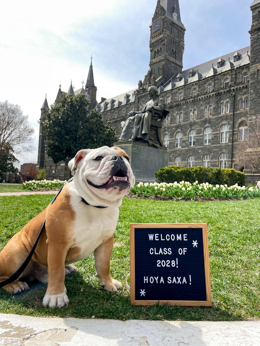 Jack can't wait to meet all the new Hoyas! 💙 Congratulations to all the #Hoyas2028 who received their regular decision acceptances today! 🐾