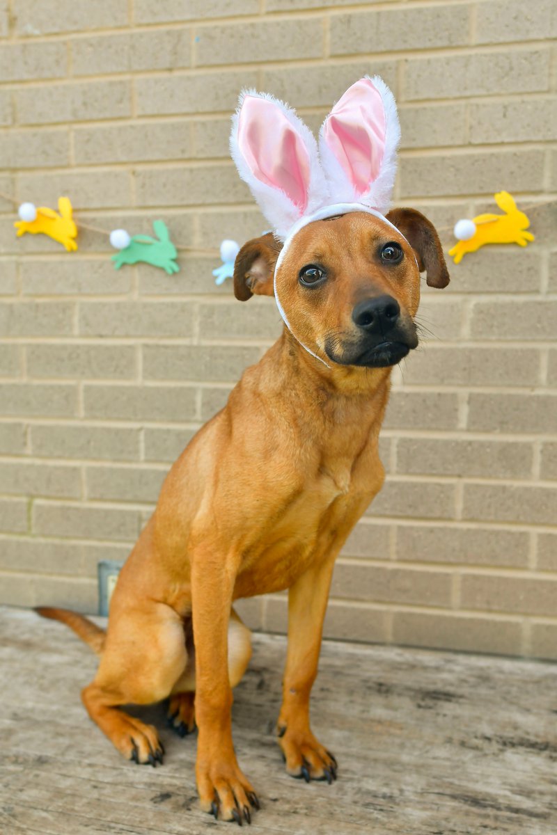 Dawn White tweet media