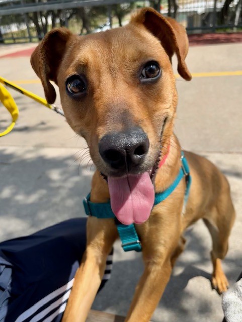 Dawn White tweet media