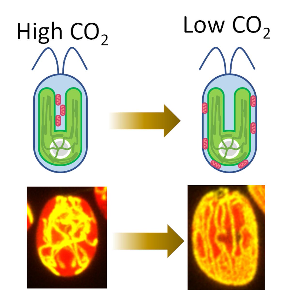 What happens for the CO2 concentration mechanism when mitochondria move inside algal cells? 👀🦠The answer, beautiful images and more mechanistic insights👇 doi.org/10.1101/2024.0… A wonderful collaboration with @jfindinier90 and Arthur Grossman🤗 @carnegiescience