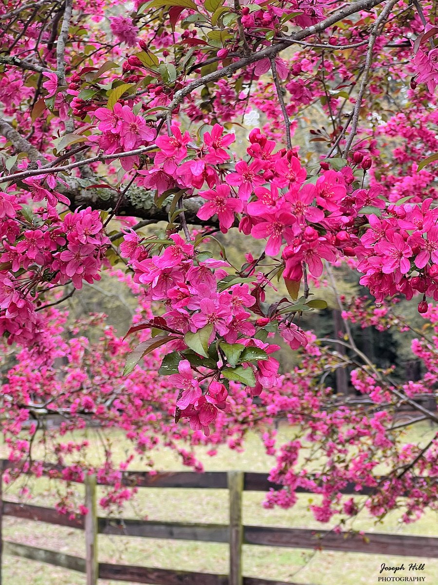 Crabapple Tree🌸
Photo By: Joseph Hill🙂📸🌸

#CrabappleTree🌸 #tree #nature #beautiful #colorful #peaceful #spring #springtime #springvibes #weymouth #NaturePhotography #SouthernPinesNC #March