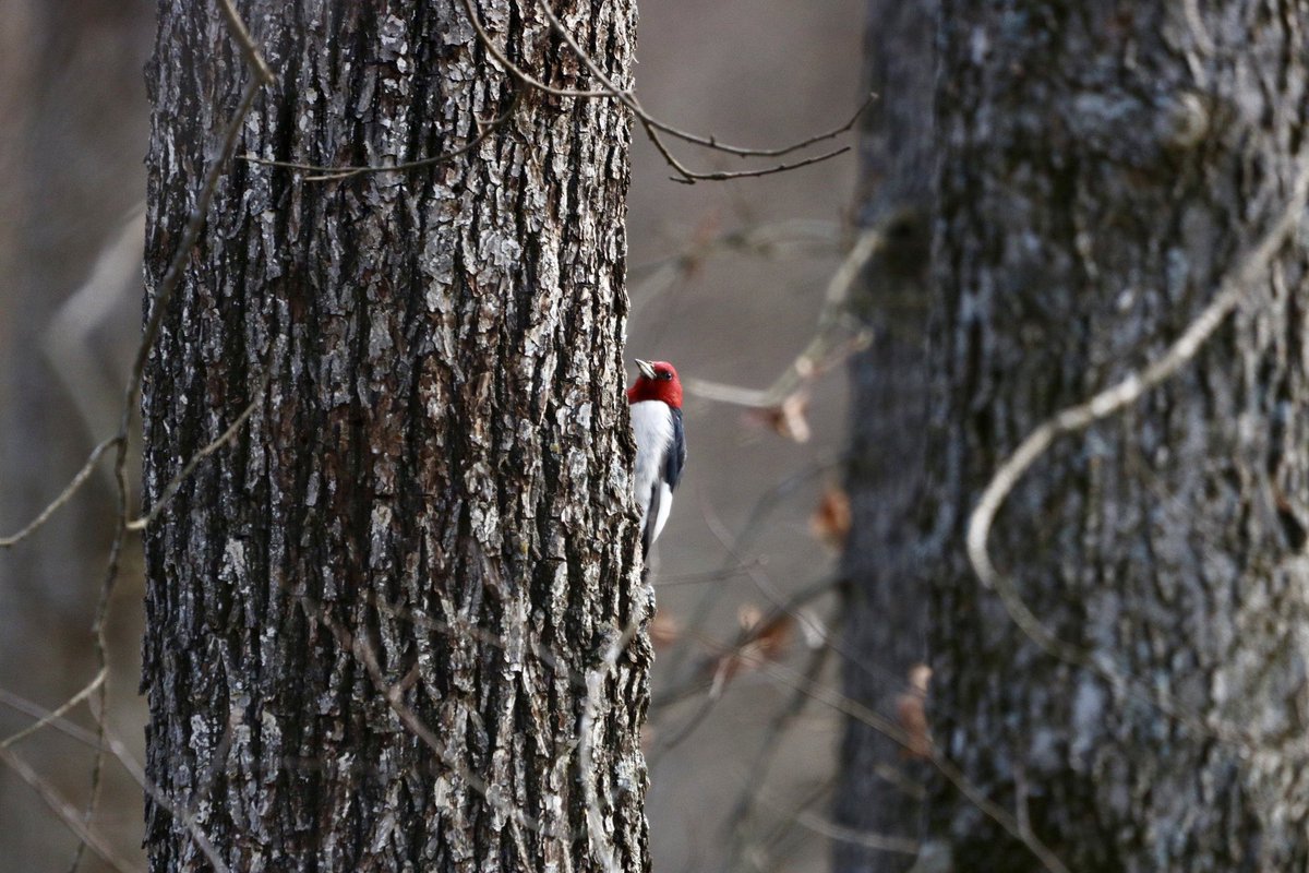 Did a little bird spotting in Knob Noster State Park today. Red-Headed Woodpecker.