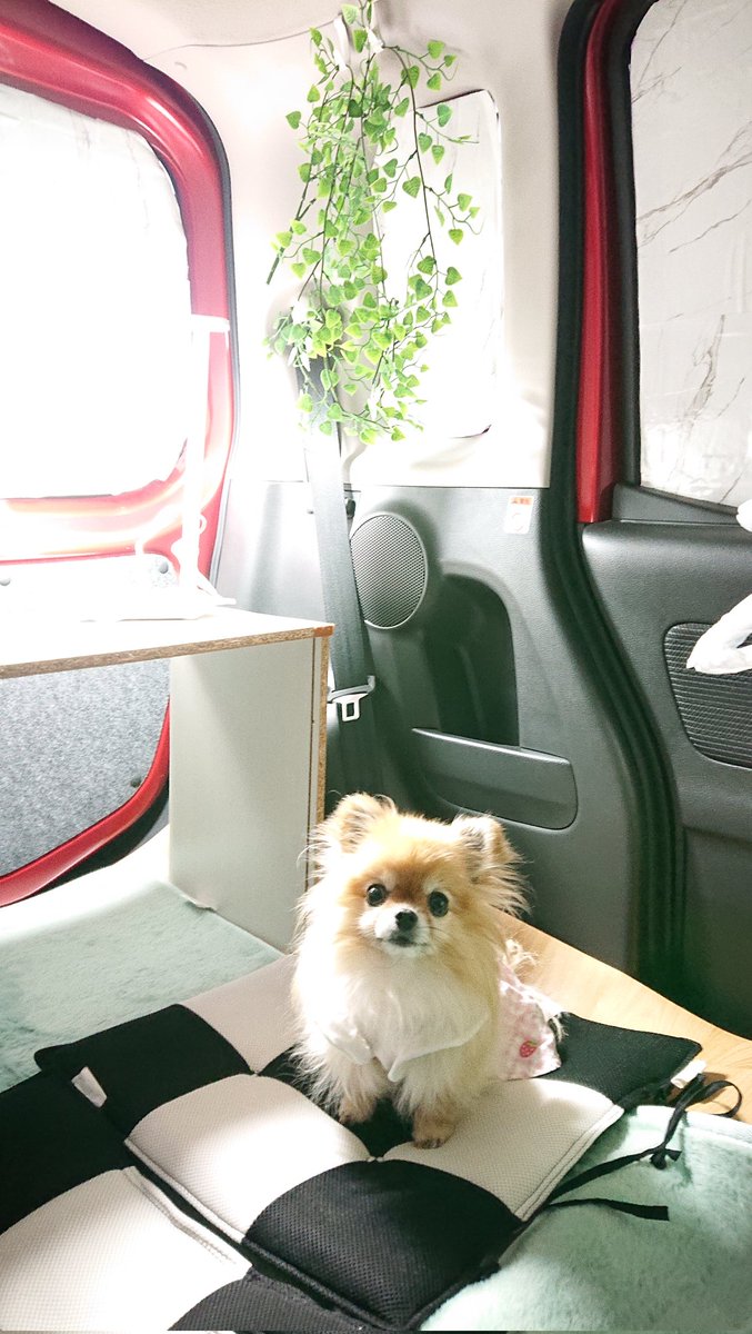 Xp7lzF's tweet photo. 今日も朝から一緒にお出かけ🐶のんびり過ごしたい🍵 https://t.co/RQhyTHFGGO