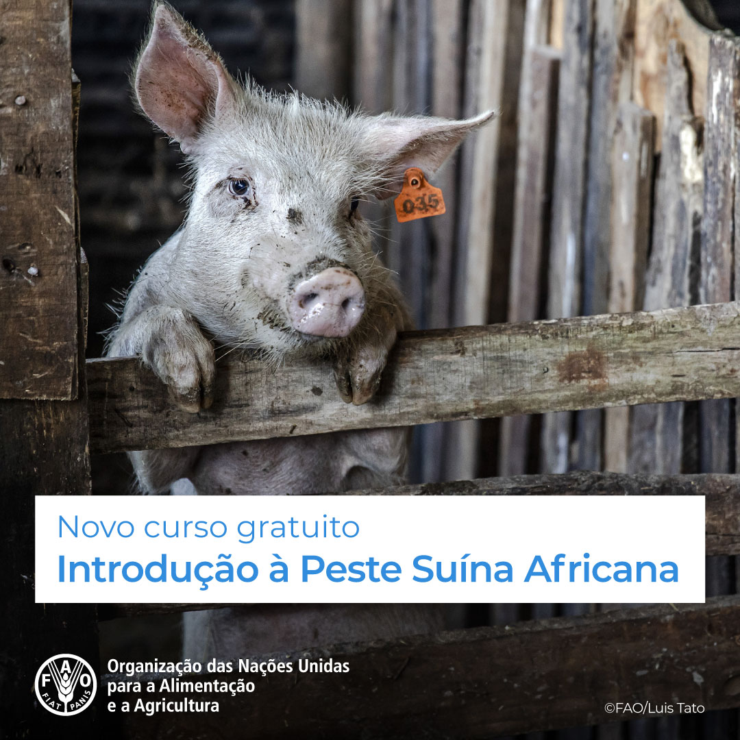 🎓 Novo Curso GRATUITO de @FAOCampus!

🐷 Introdução à Peste Suína Africana

Para melhorar as respostas dos países na detecção e prevenção de surtos da peste suína africana.

Inscrições abertas! 👉 bit.ly/3Etqa8a

#OneHealth #PesteSuina @FAOLivestock
