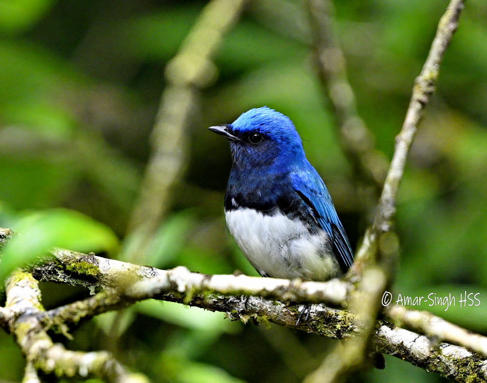 Blue-and-white Flycatcher (Cyanoptila cyanomelana) male. Differentiated from the Zappey's Flycatcher (Cyanoptila cumatilis) by the darker breast & face. #BirdsSeenIn2024 #Sabah #Borneo #Malaysia @Avibase @orientbirdclub @IndiAves @sabahtourism