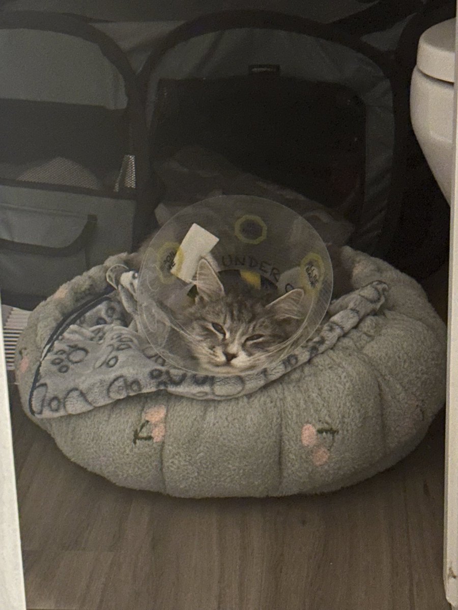 MeowMichelle_'s tweet photo. The feeling when u see ur pet sick/in-pain… Loki has pica and got into things he shouldn’t have. He had his surgery yesterday and is recovering now. Here’s his loopy little face in his sad cone 🥺 https://t.co/EOCCjJuUTS