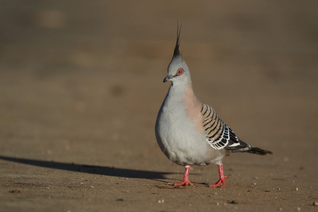 How good are Crested Pigeons? That's all. That's the post.