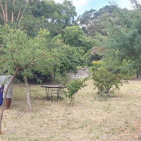 TreeKnowers's tweet image. We planted these #trees in November 2020 and they are already becoming a Forest !💚

@mitimasango  
@MyTreesTrust 
@UNDPClimate 
@UNDPZimbabwe