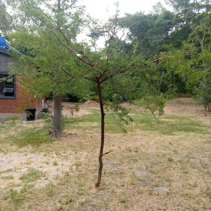 TreeKnowers's tweet image. We planted these #trees in November 2020 and they are already becoming a Forest !💚

@mitimasango  
@MyTreesTrust 
@UNDPClimate 
@UNDPZimbabwe