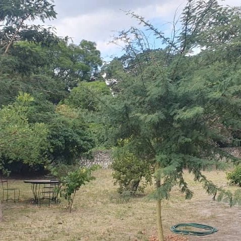TreeKnowers's tweet image. We planted these #trees in November 2020 and they are already becoming a Forest !💚

@mitimasango  
@MyTreesTrust 
@UNDPClimate 
@UNDPZimbabwe