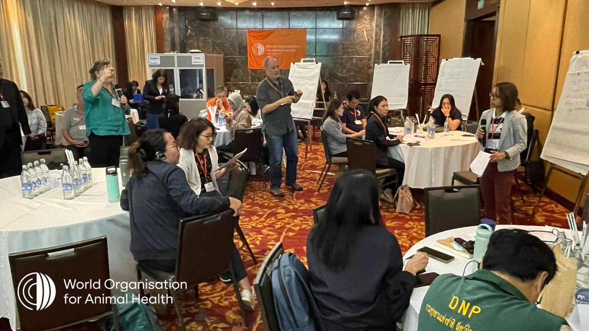 In Bangkok 🇹🇭, it's the day 2 of the @WOAH implementation of Guidelines for Addressing Disease Risks in #Wildlife 🐦🐒🐗 Trade workshop.

Dr. Serge Morand, a member of the #OneHealth 🧑‍⚕️🐕🌳High Level Expert Panel (#OHHLEP), is facilitating the group discussion.

#EveryonesHealth