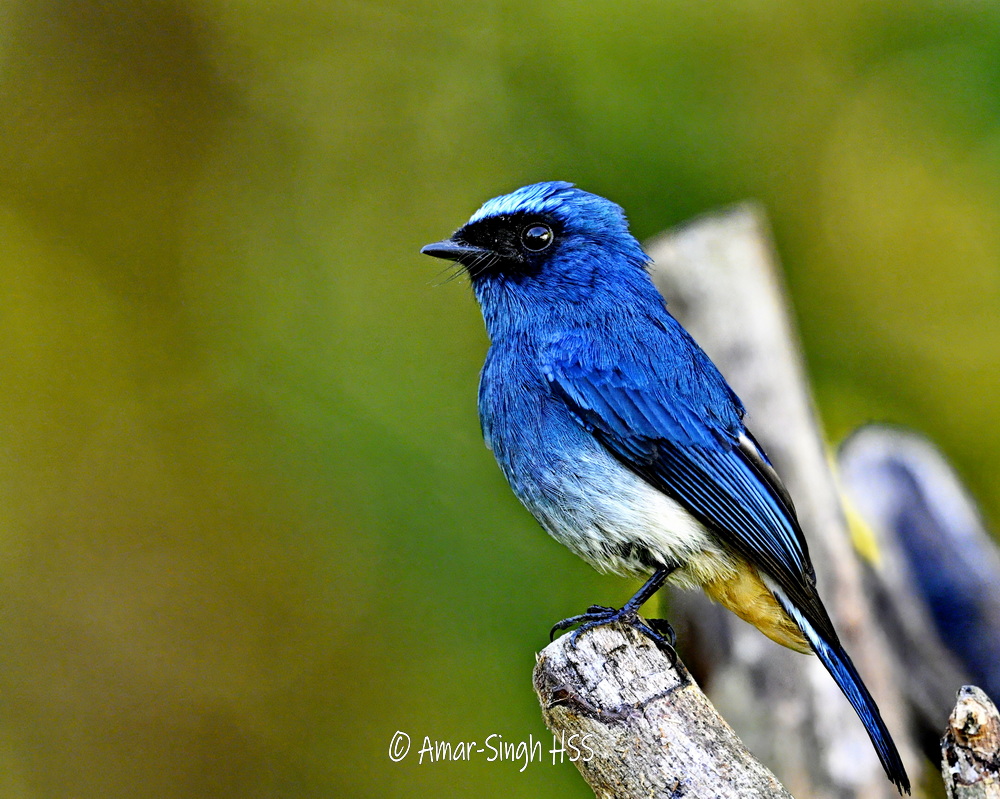 Indigo Flycatcher (Eumyias indigo) The picture-perfect flycatcher that is fearless and will approach at close range. #BirdsSeenIn2024 #Sabah #Borneo #Malaysia @Avibase @orientbirdclub @IndiAves @sabahtourism