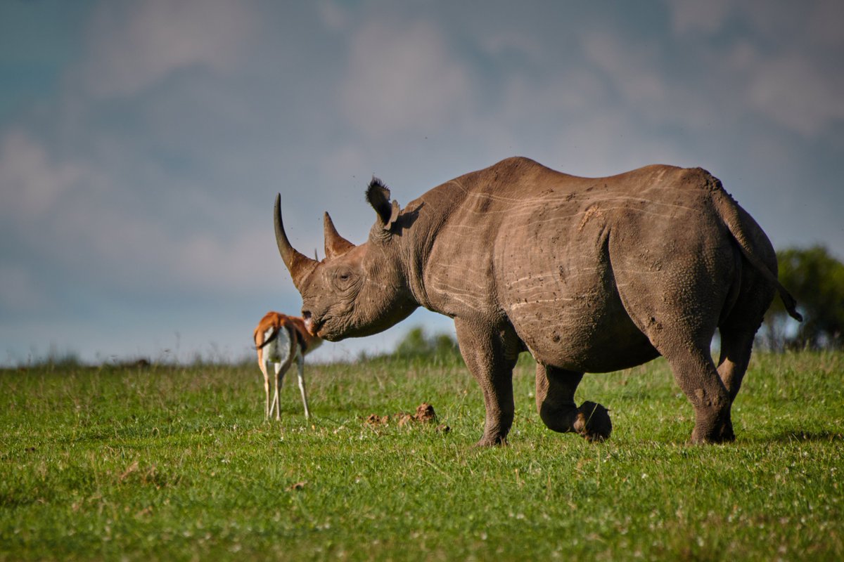 When a Southern White Rhinoceros becomes a carnivore…😅
 Ol Pejata | Kenya
 #endangered #explorekenya #rhinosofafrica #gamedrive #RhinoConservation #intoafrica #intothewild #Rhinoceros #SouthernWhiteRhinoceros #Rhino #bigfive #bownaankamal #Olpejata #iamnikon #discovery