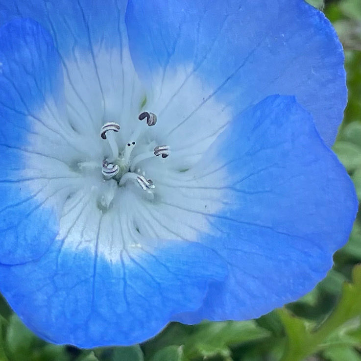 #ネモフィラ #ネモフィラの花 #flowers #flowerstagram #flowerlovers #macro #macroflower #naturephotography #naturelovers #nature #道端の花 #blueflowers