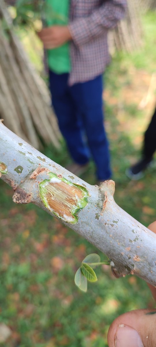 Juan Manuel Pardo Garcia tweet media