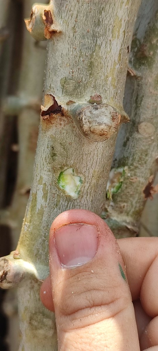 Juan Manuel Pardo Garcia tweet media