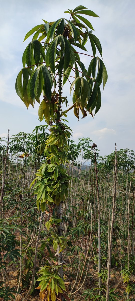 Juan Manuel Pardo Garcia tweet media