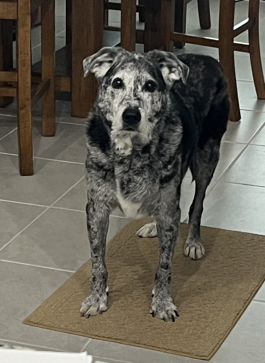 calpal910's tweet image. Happy 15th birthday Dundee boy 🎂 🖤🤍

#birthday #pupper #pup #dog #doggram #doggy #dogs #pet #love #doglove