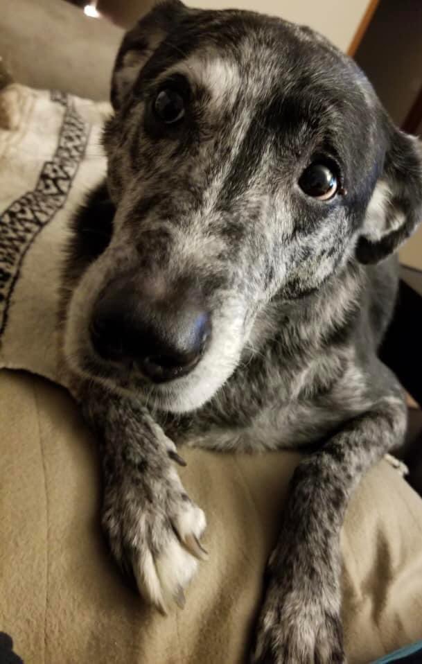 calpal910's tweet image. Happy 15th birthday Dundee boy 🎂 🖤🤍

#birthday #pupper #pup #dog #doggram #doggy #dogs #pet #love #doglove