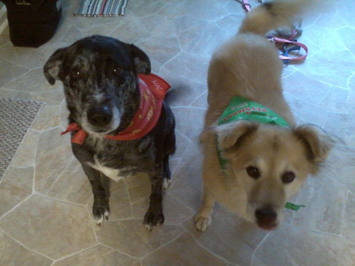 calpal910's tweet image. Happy 15th birthday Dundee boy 🎂 🖤🤍

#birthday #pupper #pup #dog #doggram #doggy #dogs #pet #love #doglove