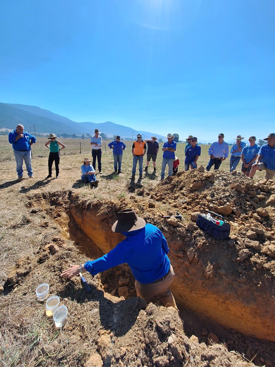 Part 1. A lot was learned yesterday at our Soil Pit and Pasture Field Day at Corryong!
Thank you Dr @CassandraSchefe @AgriSci_Aus for explaining key soil characteristics and constraints, and effective ways to identify and resolve possible issues for maximising pastures.