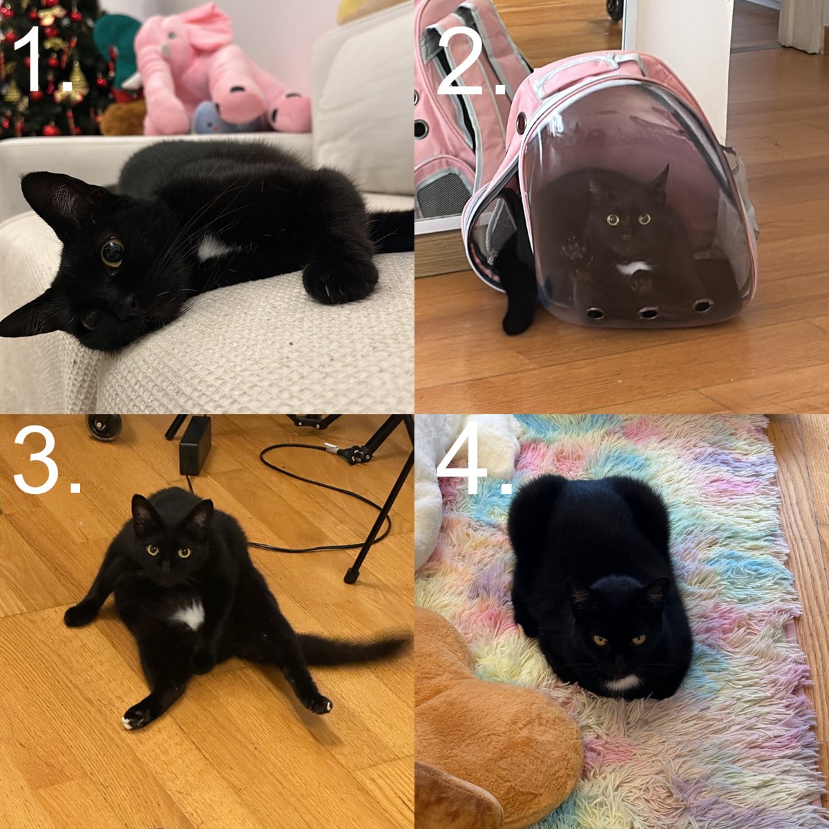 which cookie are you today? (ps cookie is my kitty ♡)