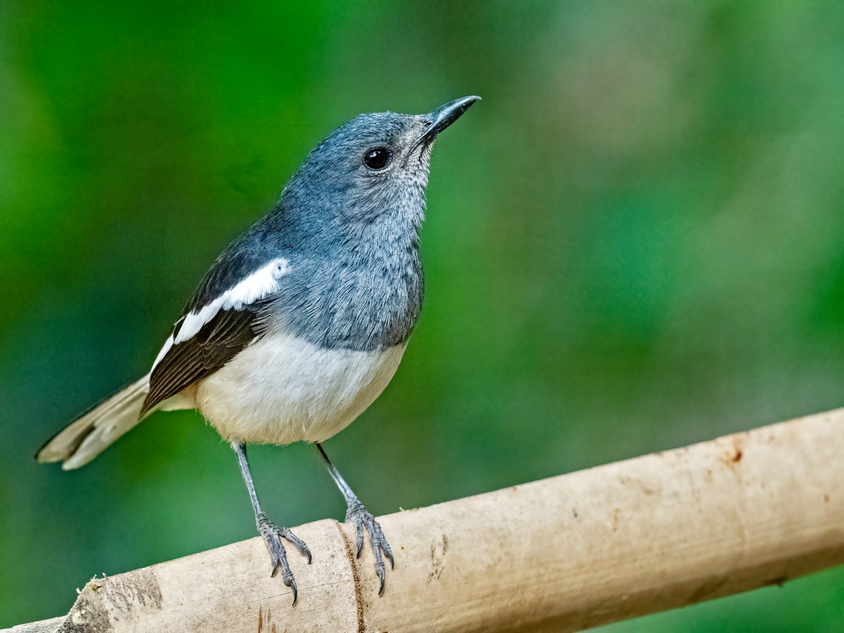 Oriental Magpie-Robin #TwitterNatureCommunity #IndiAves #NaturePhotography #BBCWildlifePOTD #NatureBeauty #BirdsOfTwitter #Birds2024