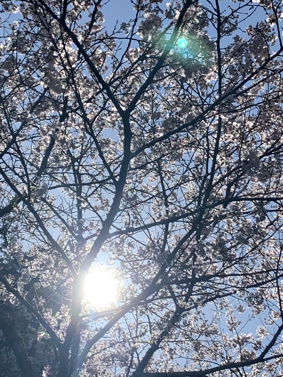 おはようございます⸜🌷︎⸝‍ 春にゃのねෆ やる気ﾃﾞﾆｬｲの…今日もまったりෆ