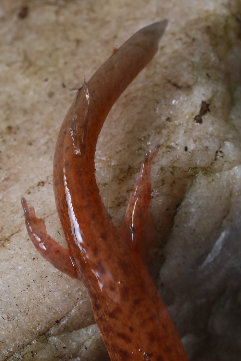 An adult Spring Salamander along with habitat from the Georgia Piedmont. One of my favorite species to search for when it’s not warm enough for snakes to be out.