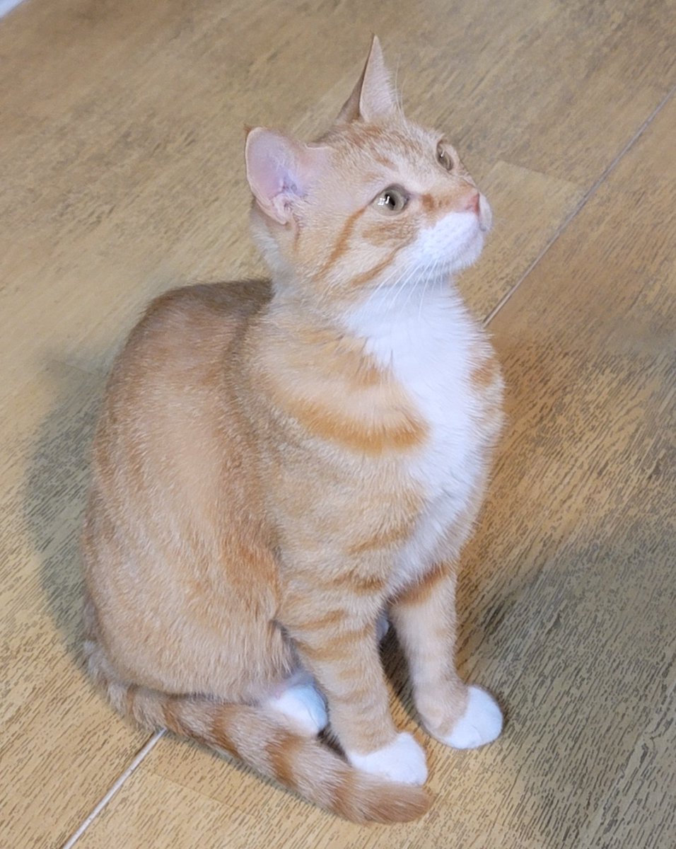 이건 가디건이 아니라 코트예요
멋으로 안 잠근 거예요