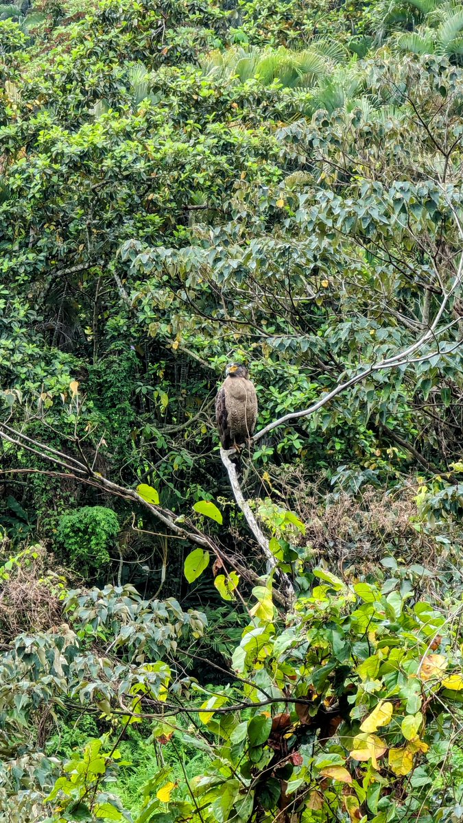 Black kite, just chilling. Good-looking bird - rare to see one taking a rest rather than riding the air currents.
