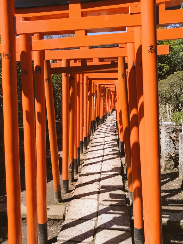 桜にはまだ早かったですが、上野公園と根津神社に行ってきました。
写真は、不忍池のほとりに、1本だけ咲いていた桜と根津神社の千本鳥居です。
久しぶりに行きましたが、不忍池からも、スカイツリー良く見えるんですね!
撮影日:2024.3.27
#不忍池 
#桜
#根津神社 
#千本鳥居