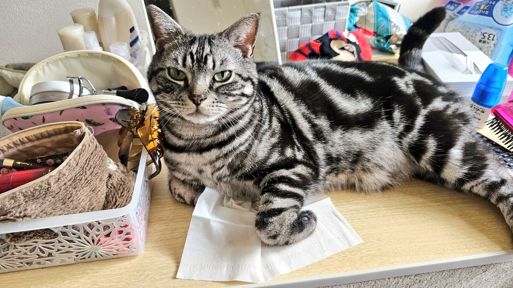 amesho_toto's tweet photo. 化粧したいんですけど…🙃
なんで目つき悪いの？ww
 #猫 #ねこ #猫がいる生活 #猫のいる暮らし #アメリカンショートヘア #アメショー #CAT https://t.co/ctZDWjoIul